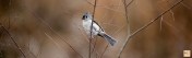 --- Tufted Titmouse --- Click on image to see enlargement ---