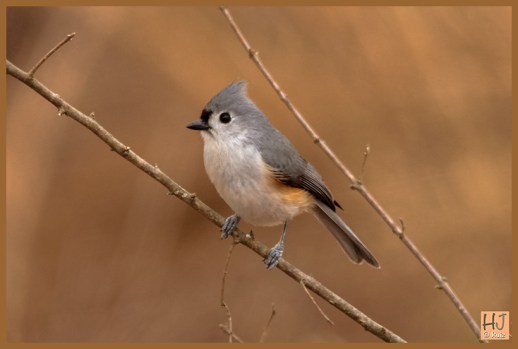 Tufted Titmouse