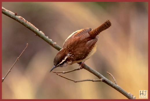Carolina Wren
