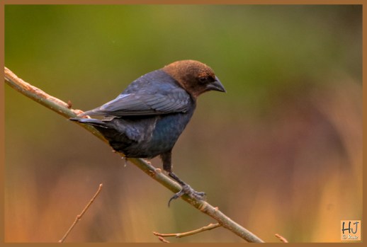 Brown-headed Cowbird (M)