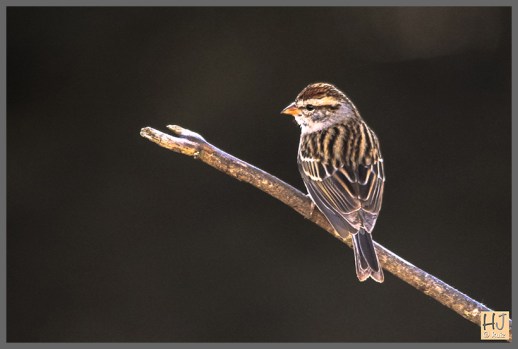 Chipping Sparrow