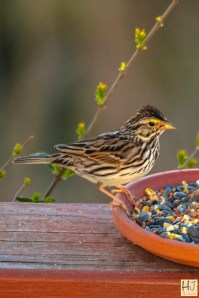 Savannah Sparrow
