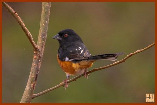 Eastern Towhee (M)