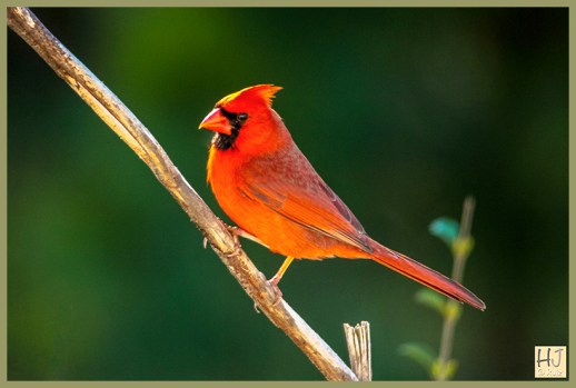 Northern Cardinal (M)