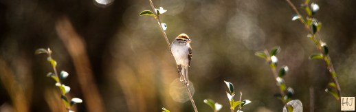 --- Chipping Sparrow --- Click on image to see enlargement ---