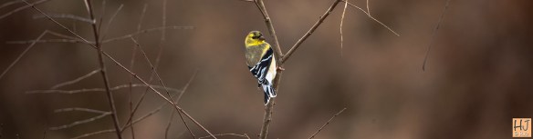 ---American Goldfinch --- Click on image to see enlargement ---