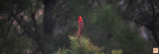 --- Northern Cardinal - (M) --- Click on image to see enlargement ---