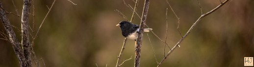 --- Dark-eyed Junco --- Click on image to see enlargement ---