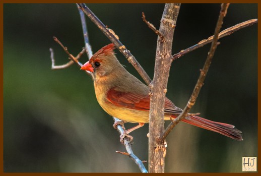 Female Northern Cardinal