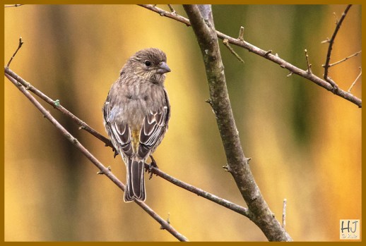 Female House Finch