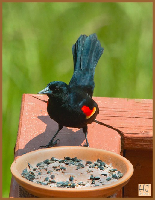Red-winged Blackbird  (M)