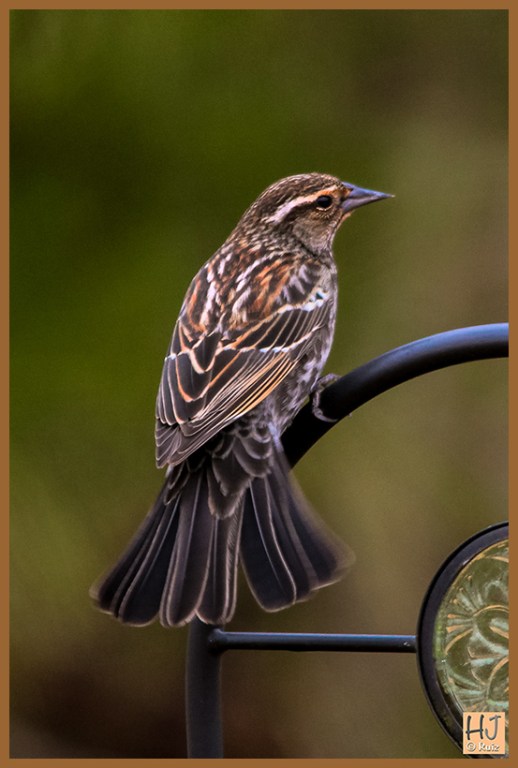 Red-winged Blackbird  (F)