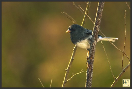 Dark-eyed Junco