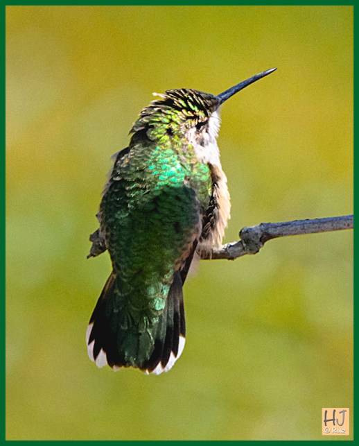 Ruby-throated Hummingbird