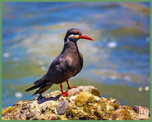 Inca Tern