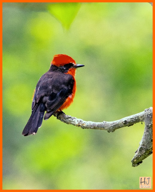 Vermillion Flycatcher