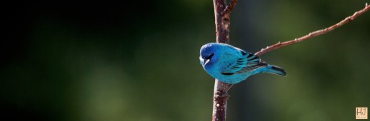 --- Indigo Bunting --- Click image to see enlargement ---