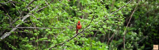 Northern Cardinal (M) ---  Click on image to see enlargement ---