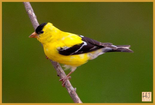 American Goldfinch