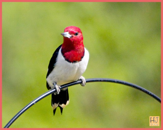 Red-headed Woodpecker