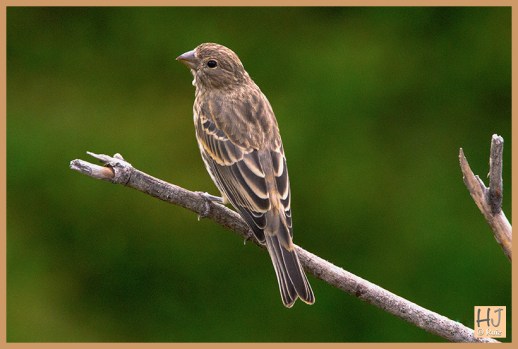 Female House Finch