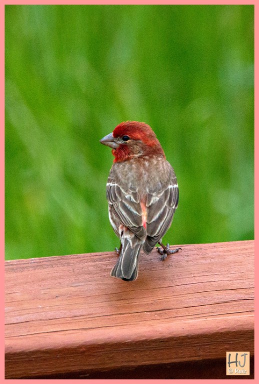 Male House Finch