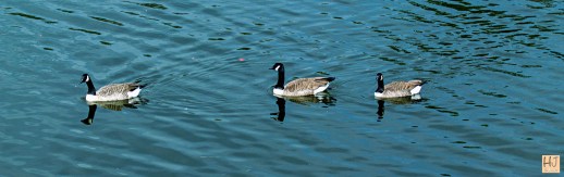 Canada Geese --- Click on image to see enlargement ---