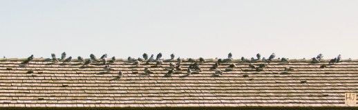Rock Pigeons --- Click on image to see enlargement ---