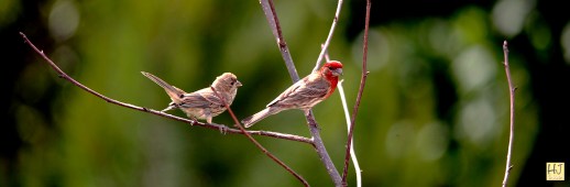 Fledgling and father House Finch ---- Click on image to see enlargement ---
