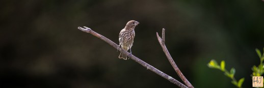 --- Fledgling House Finch --- Click on image to see enlargement ---