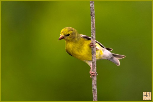 Female American Goldfinch