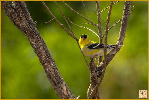 Male American Goldfinch