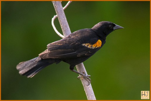 Male Red-winged Blackbird