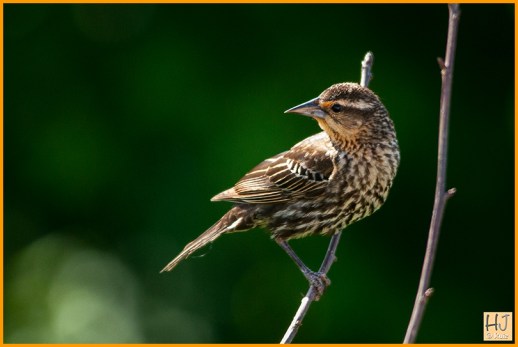 Female Red -winged Blackbird