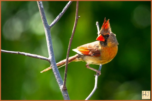 Female Northern Cardinal