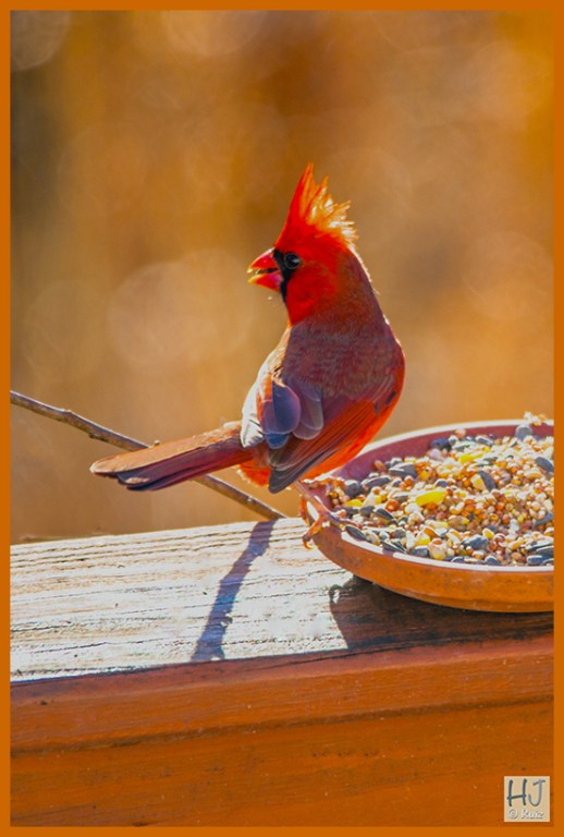 Male Northern Cardinal