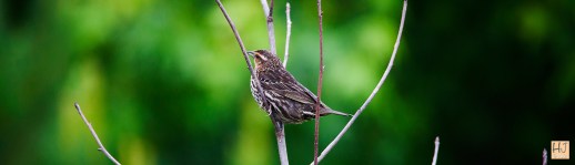 Female Red-winged Blackbird --- Click on image to see enlargement ---