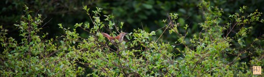 Brown Thrasher --- Click on image to see enlargement ---