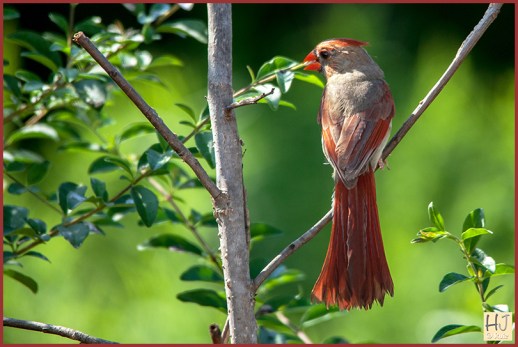 Northern Cardinal (F)