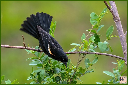 Red-wingd Blackbird (M)