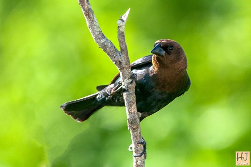 Brown-headed Cowbird (M)