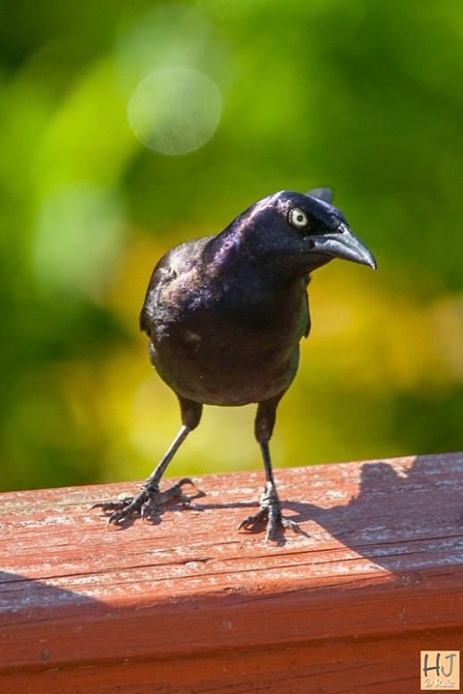 Common Grackle (M)