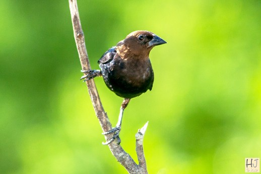 Brown-headed Cowbird (M)