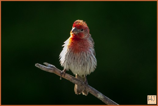 Male, juvenile House Finch