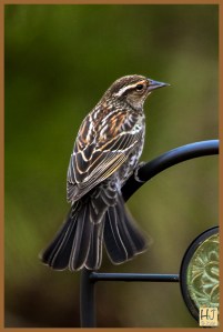 FEMALE RED-WINGED BLACKBIRD