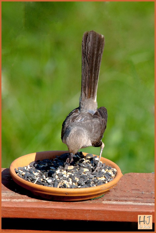 Northern Mockingbird