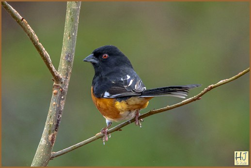Eastern Towhee (M)
