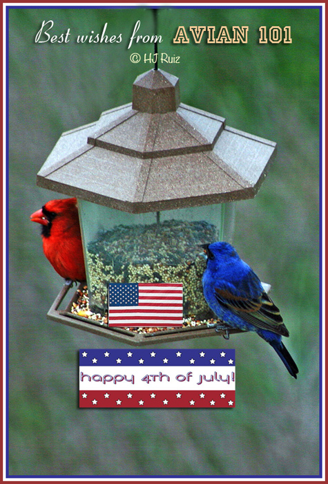 --- Northern Cardinal (M) and Blue Grosbeak (M) ---