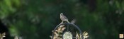 Juvenile House Finch --- Click on image to see enlargement ---