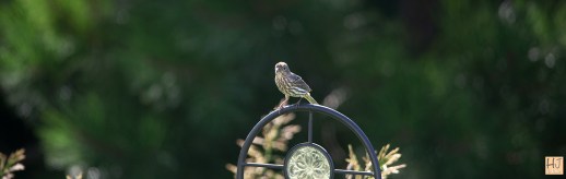 Juvenile House Finch --- Click on image to see enlargement ---